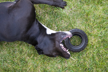 Tirebiter Advanced Rubber Dog Toy, Medium, 5"